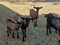 雄ヤギ, Alpine goat — 写真 3