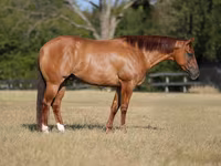 At, Quarter Horse — foto 1