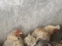 Brahma — photo 4