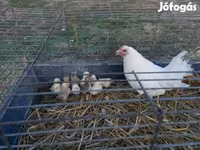 Chickens — foto 1