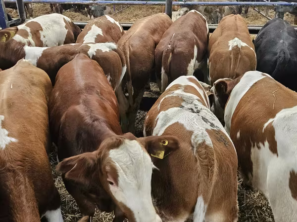 Bik, Simmental cattle