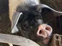 Eber, Schweine — Foto 1