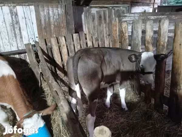 Cow, Holstein breed