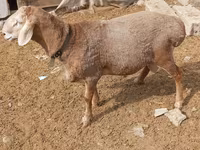 Ram, Katum sheep — photo 2