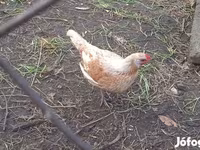Chickens — फ़ोटो 5