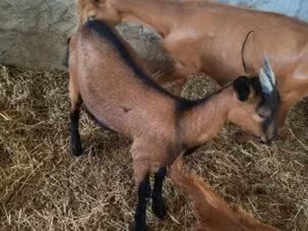 雌ヤギ, ヤギ — ハンガリー