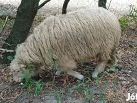 公羊, Racka sheep — 照片 2