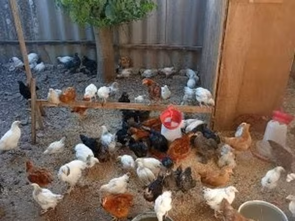 Chickens