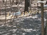 Ducks — 照片 2