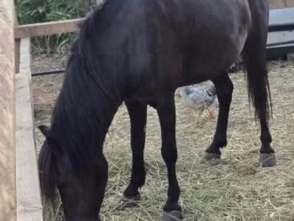 雌馬, 馬
