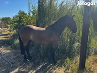 Caballo, Lipizzaner — foto 5