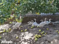 Ducks — Foto 3