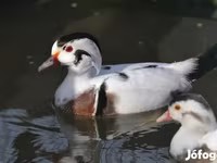 Ducks — fotografija 1