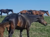 Mare, Anglo-Arabian — photo 2