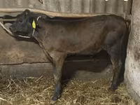 公牛, Swiss cattle — 照片 1