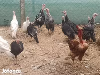 Turkeys — foto 1