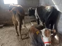 Cow, Swiss cattle — photo 3