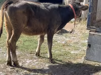Cow, Alatau breed — photo 2