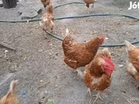 Danish hen — photo 4