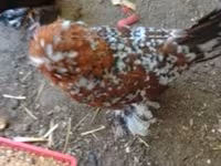 Chickens — 写真 1