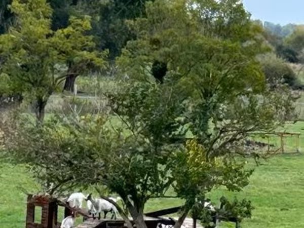 母山羊, Dutch Landrace goats