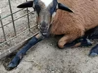 نعجة, Cameroon sheep — الصورة 1