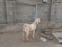 Koza, Kamori goats — fotografija 7