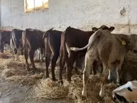 Buğa, Mal-qara — foto 2