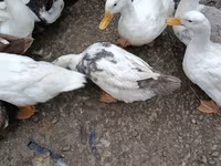 Nemački pekin — fotografija 2