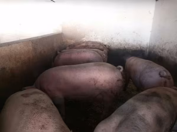Porcs (lot, sexe non indiqué), Porcs