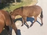 Mare, Horses — photo 2