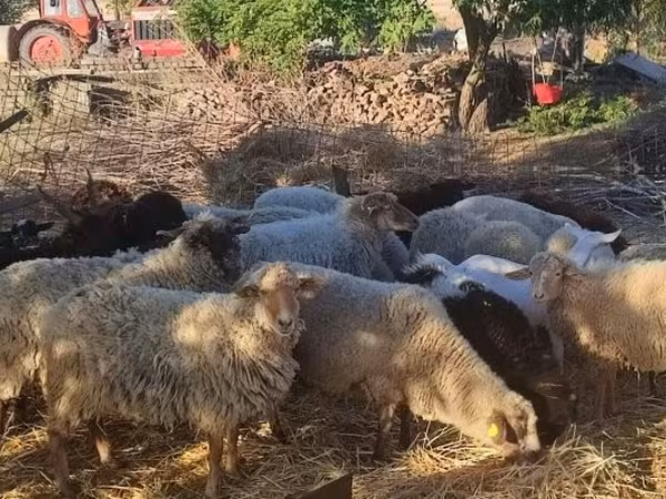 Qoyunlar (partiya, cinsi göstərilməyib), Dorper sheep