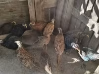 Guinea fowl — fotografija 3