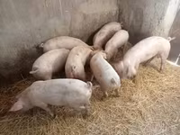 母猪, Pigs — 照片 3