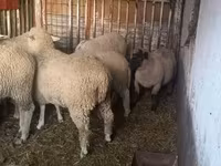 母羊, Sheep — 照片 2