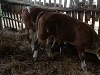 सांड, Simmental cattle — फ़ोटो 1