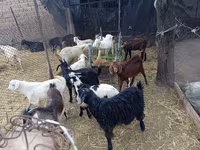 Jarac, Pomellata goat — fotografija 2