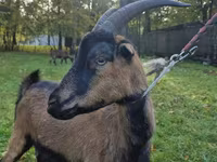 Koza, Alpine goat — zdjęcie 5