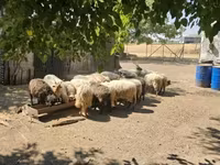 Qoç, Racka sheep — foto 3