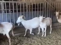 Koza, Pomellata goat — fotografija 4