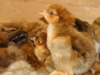 Chickens — fotografija 3