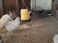 Chickens — fotografija 4