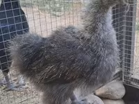 Silkie — photo 5