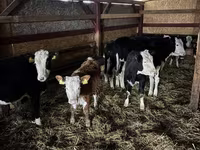 Krava, Simmental cattle — fotografija 2