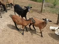 تيس, الماعز — الصورة 2
