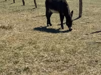 Horse (M), Kerry Bog Pony — photo 3