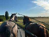 فرس, Dutch warmblood horse — الصورة 1