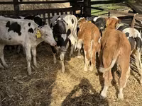 公牛, Simmental cattle — 照片 1