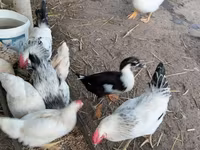 Chickens — fotografija 3