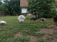 Turkeys — 写真 1